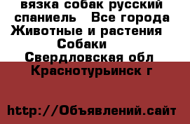 вязка собак русский спаниель - Все города Животные и растения » Собаки   . Свердловская обл.,Краснотурьинск г.